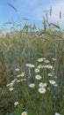 Chamomile flowers growing in a field of rye under blue sky Royalty Free Stock Photo