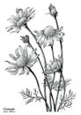 Chamomile flowers hand draw vintage clip art isolated on white b
