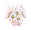 Chamomile flowers in hands. White flowers in female palms. Hand drawn. Watercolor illustration Royalty Free Stock Photo