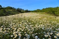 Chamomile flowers on the hillside. Summer landscape. Royalty Free Stock Photo