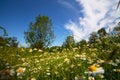 Chamomile flowers on the hillside. Summer landscape. Royalty Free Stock Photo