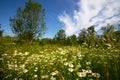 Chamomile flowers on the hillside. Summer landscape. Royalty Free Stock Photo