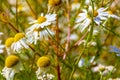 Daisy flowers in a field close-up. Royalty Free Stock Photo