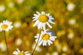 Daisy flowers in a field close-up. Royalty Free Stock Photo