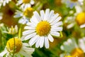 Daisy flowers in a field close-up. Royalty Free Stock Photo