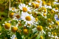 Daisy flowers in a field close-up. Royalty Free Stock Photo