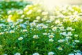 Chamomile flowers lit by sunlight Royalty Free Stock Photo