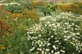 Chamomile flowers with long white petals. Flowering of daisies in summer wild meadow. Medicinal herb Royalty Free Stock Photo