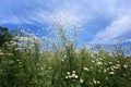 Chamomile flowers with long white petals. Flowering of daisies in the sunny summer green meadow. Oxeye daisy, Leucanthemum vulgare Royalty Free Stock Photo