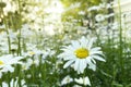 Chamomile flowers with long white petals. Flowering of daisies in the sunny summer wild meadow. Royalty Free Stock Photo