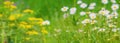 Chamomile flowers, Matricaria recutita, blooming plants in the summer meadow on a sunny day. Horizontal banner Royalty Free Stock Photo