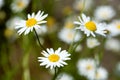 Chamomile flowers in the meadow, closeup detail Royalty Free Stock Photo