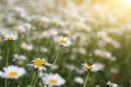 Chamomile flowers meadow in springtime nature Royalty Free Stock Photo