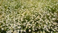 Chamomile Flowers on a meadow Royalty Free Stock Photo