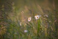 Chamomile flowers on a meadow Royalty Free Stock Photo