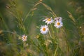 Chamomile flowers on a meadow Royalty Free Stock Photo