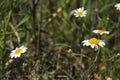 Chamomile flowers meadow under the sun Royalty Free Stock Photo
