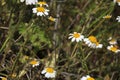 Chamomile flowers meadow under the sun Royalty Free Stock Photo