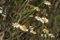 Chamomile flowers meadow under the sun Royalty Free Stock Photo