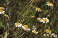 Chamomile flowers meadow under the sun Royalty Free Stock Photo
