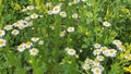 Chamomile flowers medicinal herbs. Nature background filed Royalty Free Stock Photo