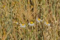 Chamomile flowers in an oat field