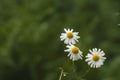 Chamomile flowers Royalty Free Stock Photo
