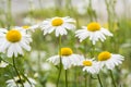 Chamomile flowers