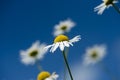 Chamomile flowers over the bright, blue sky Royalty Free Stock Photo