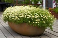 Chamomile flowers in pot on the terrace of the house