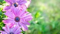 Chamomile flowers. Purple daisies. Close-up of flowers on a blurred background with bokeh elements. Copy space. Garden flowers Royalty Free Stock Photo