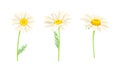 Chamomile flowers set. Beautiful blooming herbal plant cartoon vector illustration Royalty Free Stock Photo