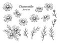 Chamomile flowers set. Daisy wild flowers and leaves isolated on white background. Line art drawing, vector illustration