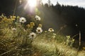 Chamomile flowers in sparkling dew in the early morning in the mountains. The rays of the sun from behind the trees