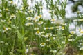 Chamomile flowers summer day closeup Royalty Free Stock Photo