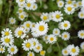 Chamomile flowers summer day closeup Royalty Free Stock Photo