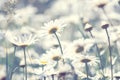 Chamomile flowers in the sunlight. Beautiful summer and spring floral background. Selective soft focus Royalty Free Stock Photo