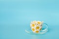 Chamomile flowers in transparent glass cup on saucer on blue background. Crearive concept natural chamomile tea, herbal medicie to