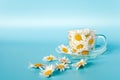 Chamomile flowers in transparent glass cup on saucer on blue background. Crearive concept natural chamomile tea, herbal medicie to