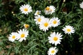 Chamomile flowers. Fresh flowers of chamomiles in garden. Royalty Free Stock Photo