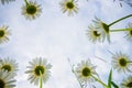 Chamomile flowers view from below. daisies on a cloudy day Royalty Free Stock Photo