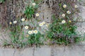 Chamomile plant growing from rock stones. Chamomile flowers white petals with a yellow centerline are shining Royalty Free Stock Photo
