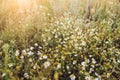 chamomile flowers on wide field under midday sun Royalty Free Stock Photo