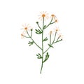 Chamomile flowers. Wild field camomile. Botanical drawing of blooming floral plant. Pretty delicate wildflower with stem