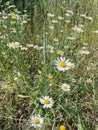 Medicinal wild flowers. Chamomile flowers on the wild field. Camomile in the nature in the sunny day. Royalty Free Stock Photo