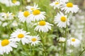 Chamomile flowers