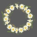 Chamomile flowers wreath on grey background.