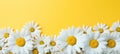 Chamomile flowers on yellow background. Copyspace. Horizontal banner poster texture. Ai generated Royalty Free Stock Photo