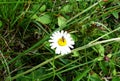 Chamomile in the forest and insect