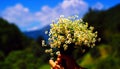 Chamomile fresh natural herbal plant bouquet